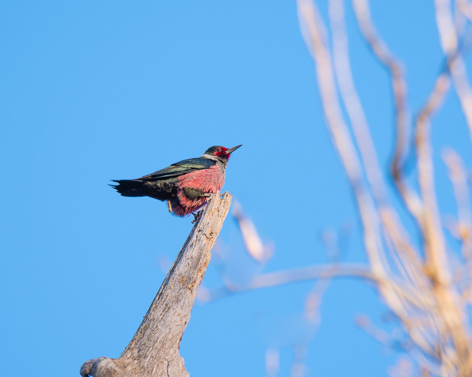 Lewis's woodpecker